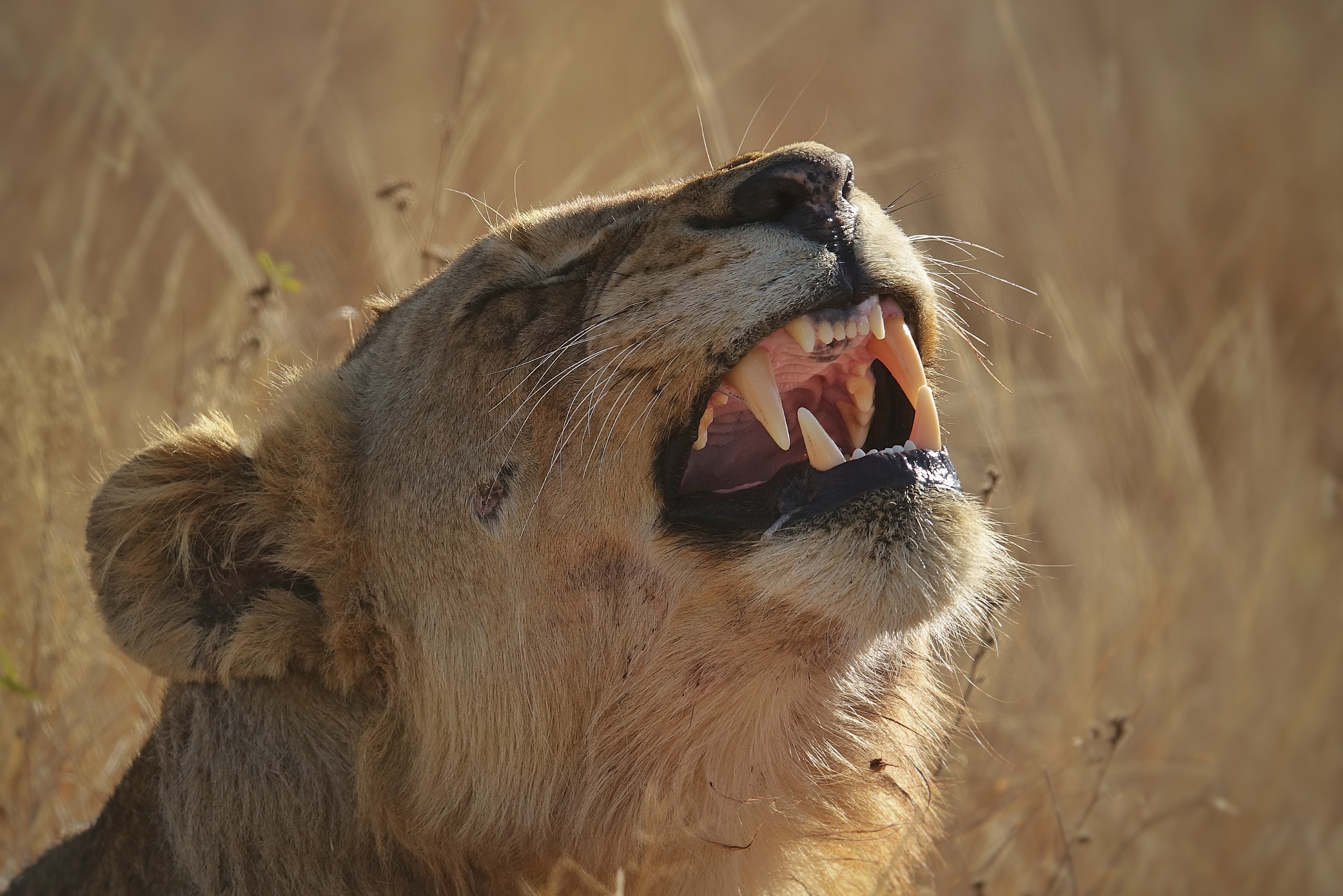 Lionne